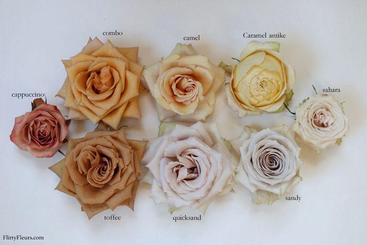 New varieties of Roses / Nueva variedad de Rosas TISOFLOWERS